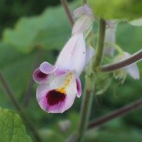 Martynia annua L.